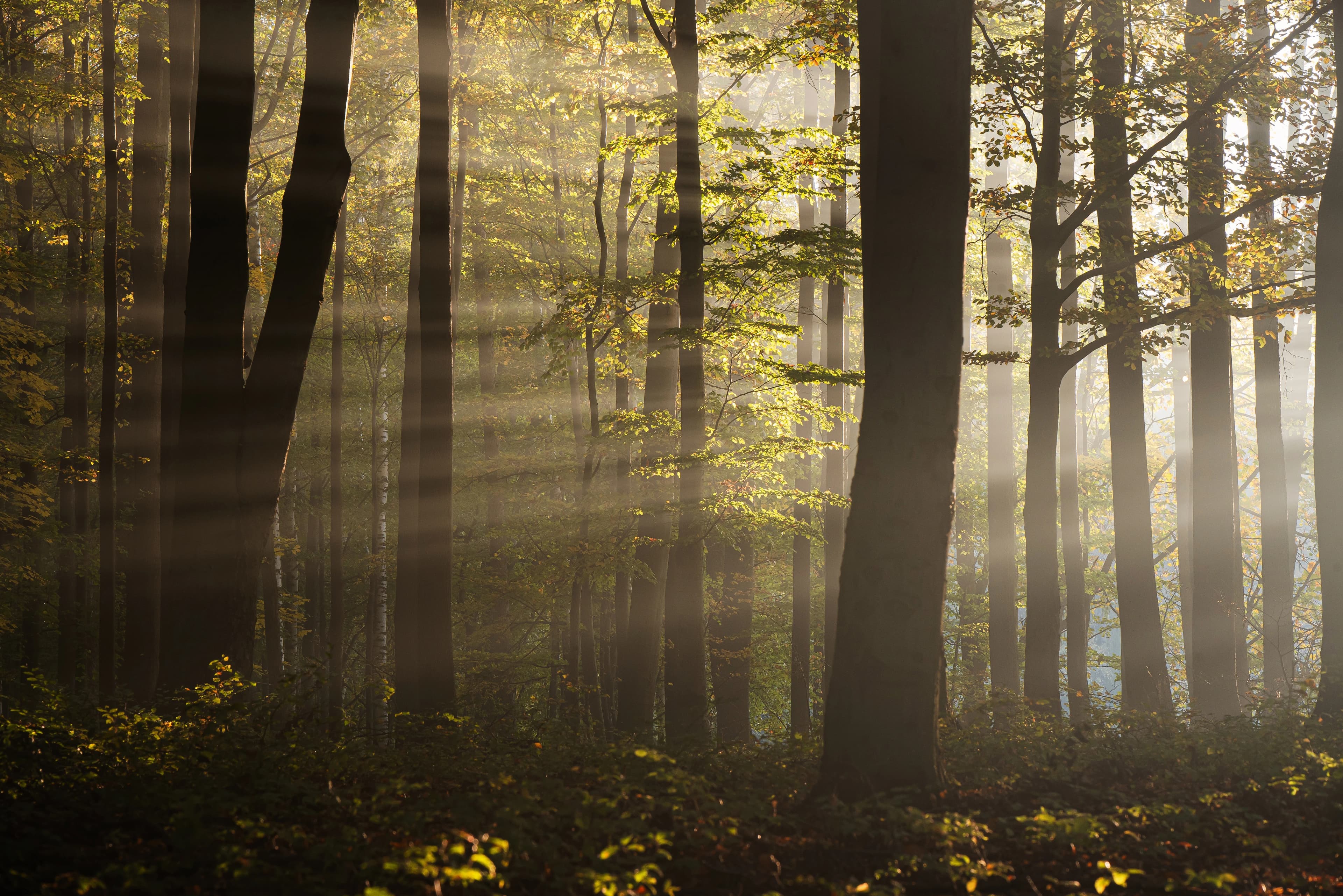 Image d'une foret